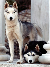 Isis and Tundra - photo by Maren Gibson