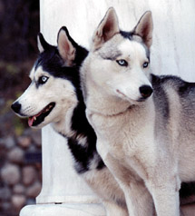 Isis and Tundra - photo by Maren Gibson