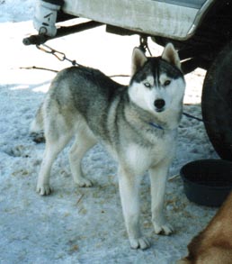 Cricket as a young dog