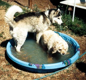 Mookie and Tigger in the pool