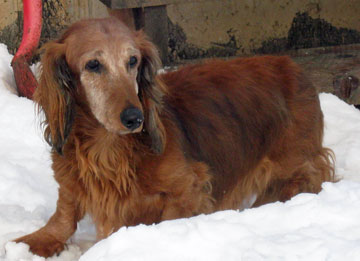 Cowboy as an old dog